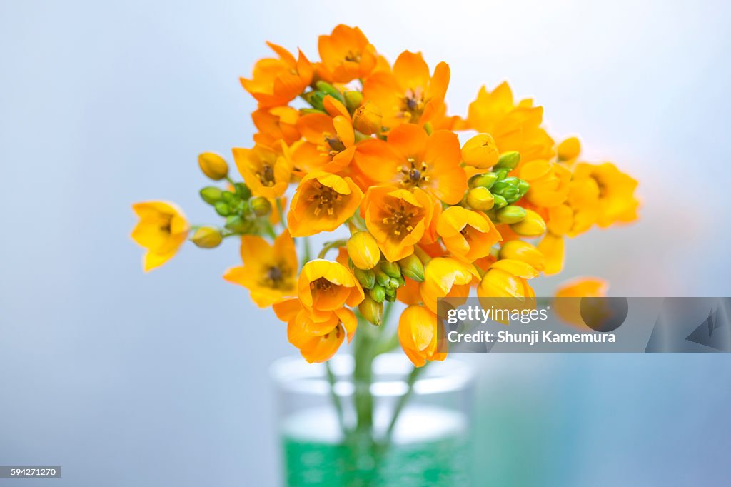 Ornithogalum