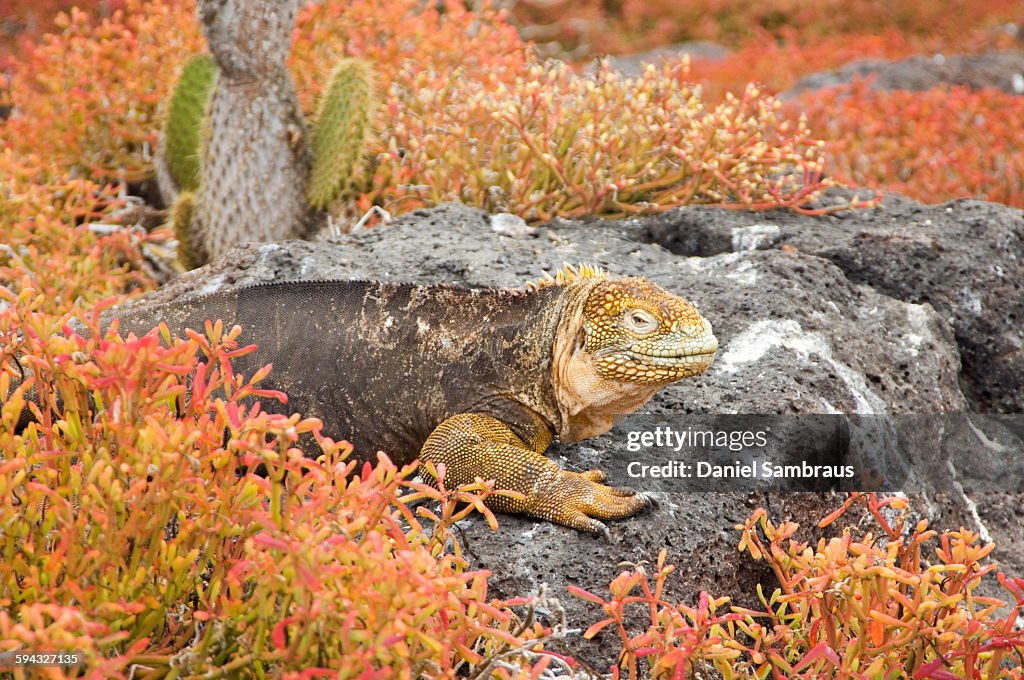 Land Iguana, Galapagos Islands