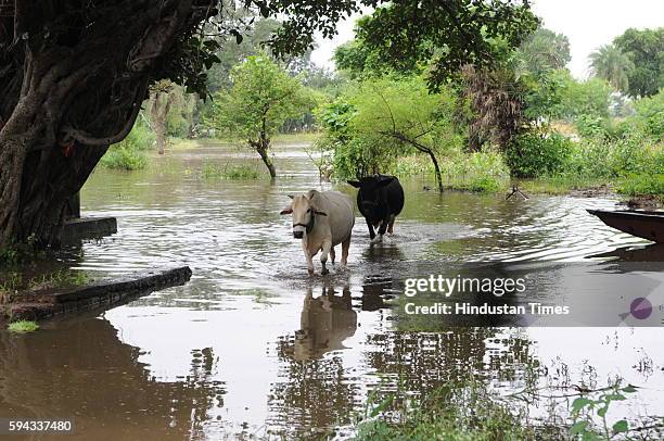 Cows wade through water as flood like situation is created in village Pipalkhedi after three sluice gates of the Halali dam, some 55KM away from...