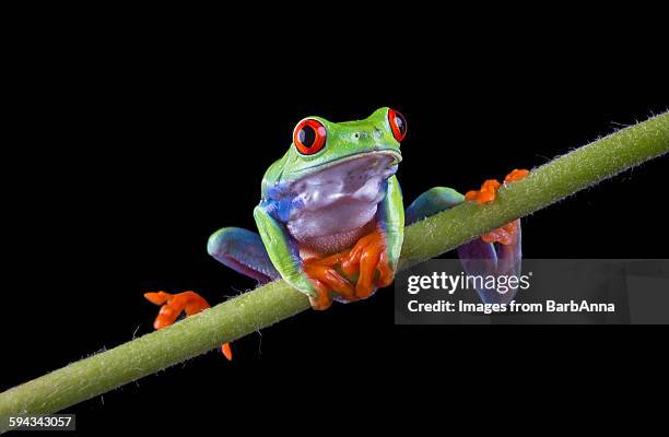 red eyed tree frog balancing on a stem - frosch stock-fotos und bilder