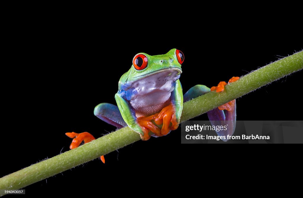 Red Eyed Tree Frog balancing on a stem