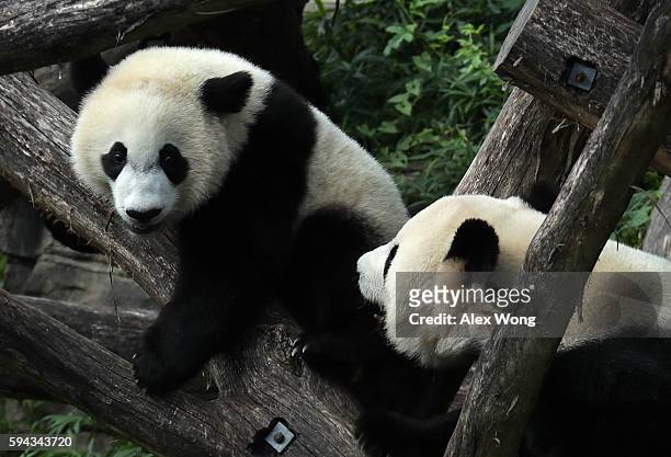 Giant panda cub Bei Bei plays with his mother Mei Xiang at the David M. Rubenstein Family Giant Panda Habitat of the Smithsonian National Zoological...