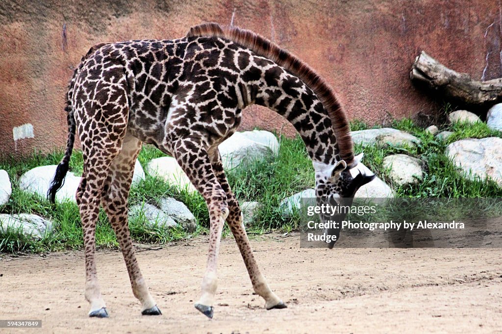 Juvenile Massai giraffe.