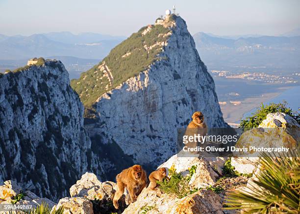 family group of monkeys on the rock gibraltar - pedra de gibraltar - fotografias e filmes do acervo