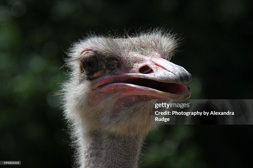 Ostrich