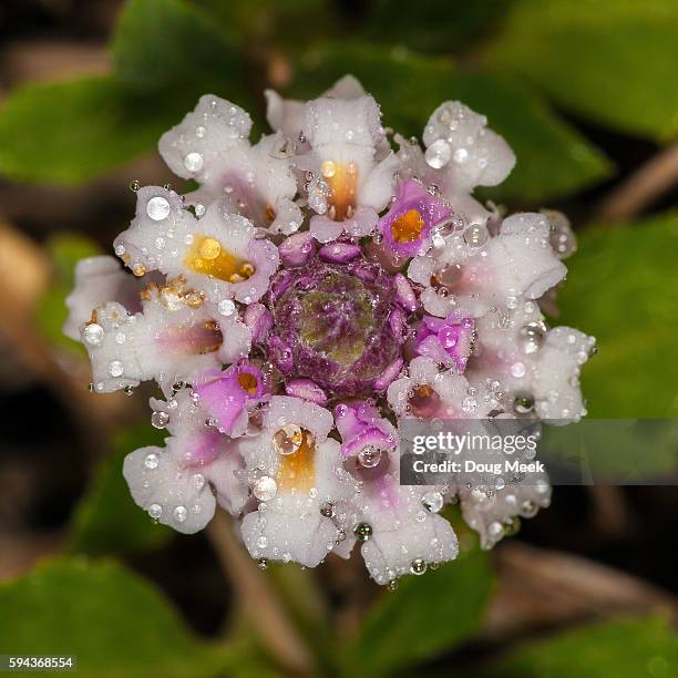 Lippia Building 46 Lippia Stock Photos, High-Res Pictures, and Images - Getty Images