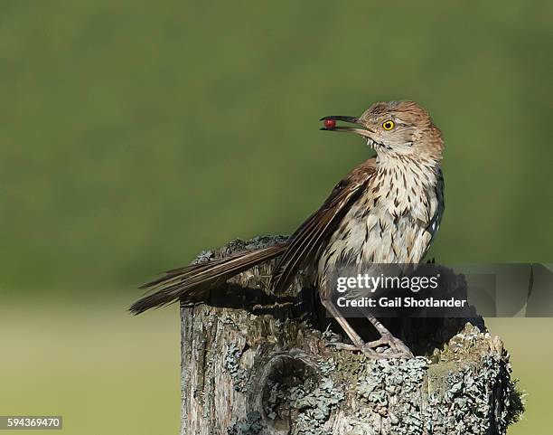 brown thrasher - sichelspötter stock-fotos und bilder