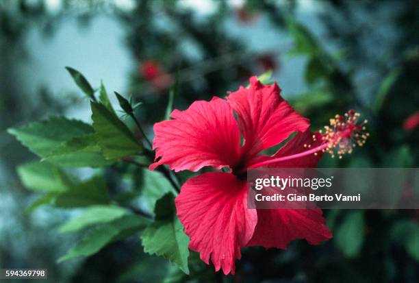 hibiscus - guadeloupe stock pictures, royalty-free photos & images