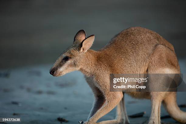 wallaby - wallaby stock pictures, royalty-free photos & images