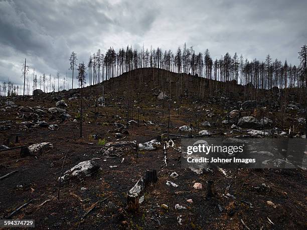forest cut at winter - ontbossing stockfoto's en -beelden