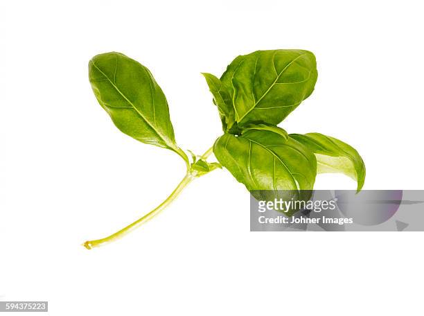basil on white background - basil stock pictures, royalty-free photos & images
