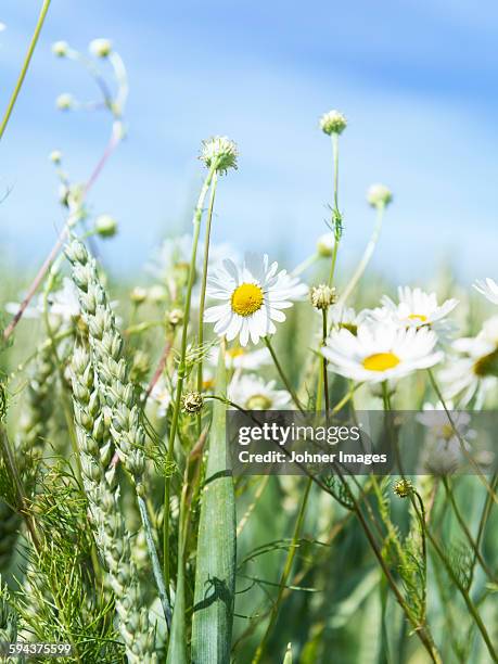 chamomile in wheat field - flowers summer stockfoto's en -beelden