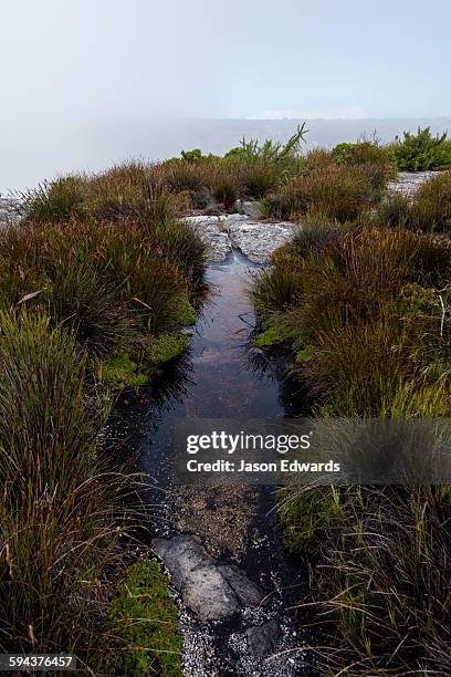 table mountain, cape town, western cape, south africa. - tafelberg foto e immagini stock