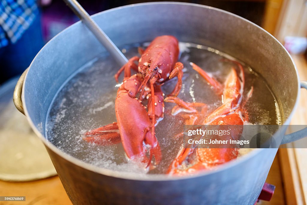 Boiling lobsters