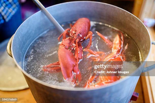 boiling lobsters - grebbestad stockfoto's en -beelden