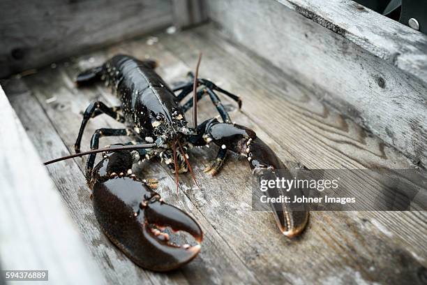 lobster - grebbestad stockfoto's en -beelden