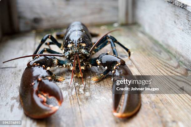 lobster - grebbestad stockfoto's en -beelden