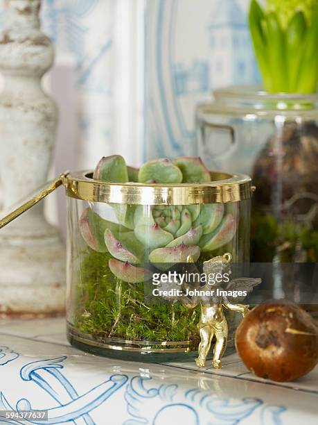 succulent plant in glass pot - houseleek stock pictures, royalty-free photos & images