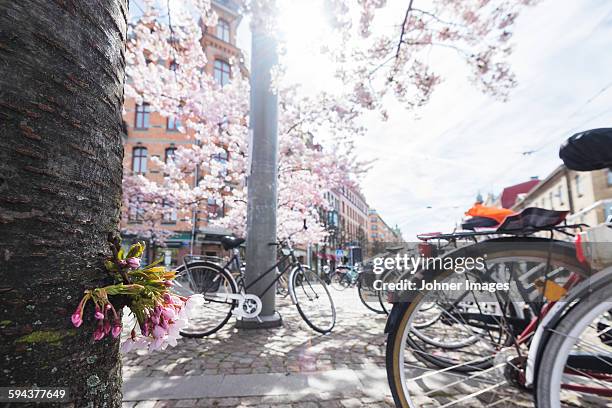 bicycles parked under blossoming tree - gothenburg bike stock pictures, royalty-free photos & images