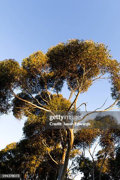 castlemaine, victoria, australia. - spotted gum stock pictures, royalty-free photos & images