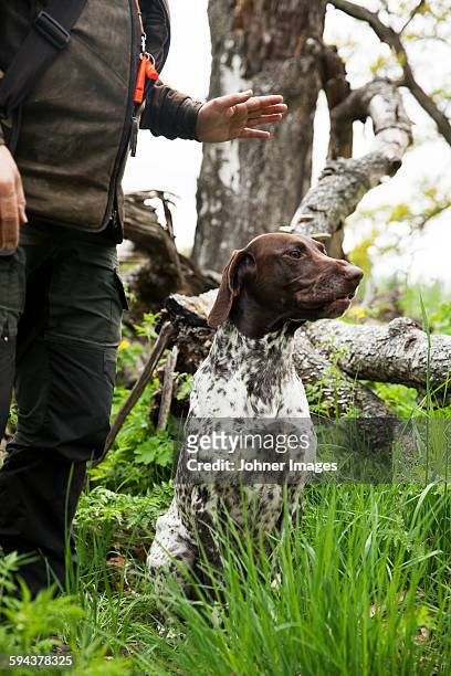 hunter with hunting dog - apportierhund stock-fotos und bilder