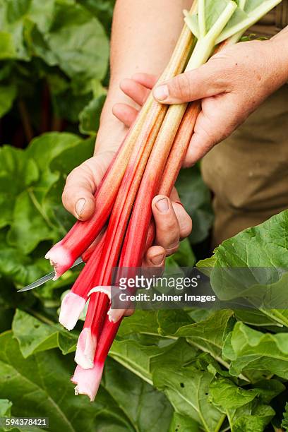 hands holding rhubarb - rabarber stockfoto's en -beelden