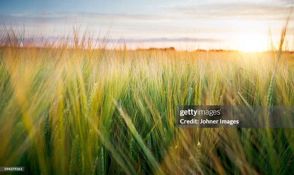 Wheat field