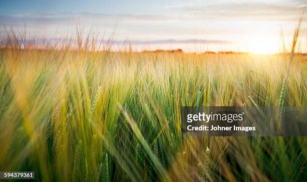 wheat field - västra götaland county stock pictures, royalty-free photos & images