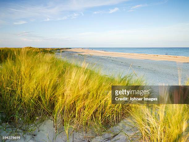 grass on sand dunes - johner images bildbanksfoton och bilder