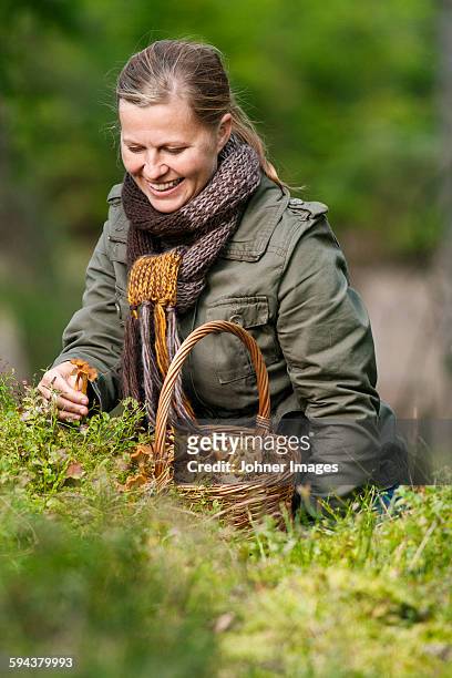 smiling woman picking chanterelles - johner images bildbanksfoton och bilder