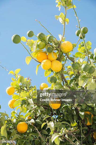 lemons on tree - albero di limone foto e immagini stock