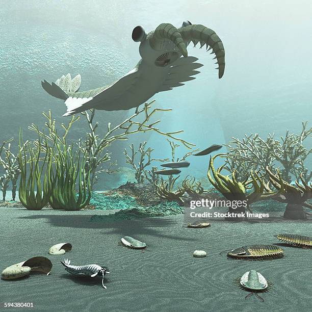 animals and floral life from the burgess shale formation of the cambrian period. - paleozoic era stock-grafiken, -clipart, -cartoons und -symbole