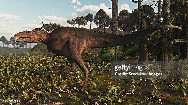acrocanthosaurus dinosaur roaming a cretaceous landscape. - paläobiologie stock-grafiken, -clipart, -cartoons und -symbole