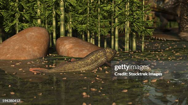 illustrations, cliparts, dessins animés et icônes de a ceratodus lungfish from the early cretaceous. - amphibien