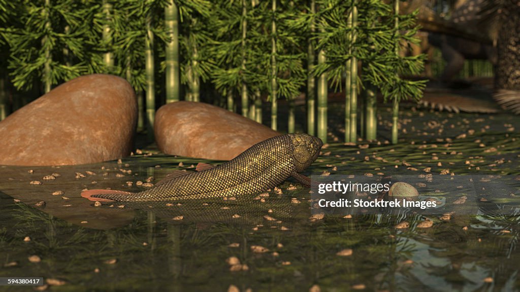 A Ceratodus lungfish from the early Cretaceous.