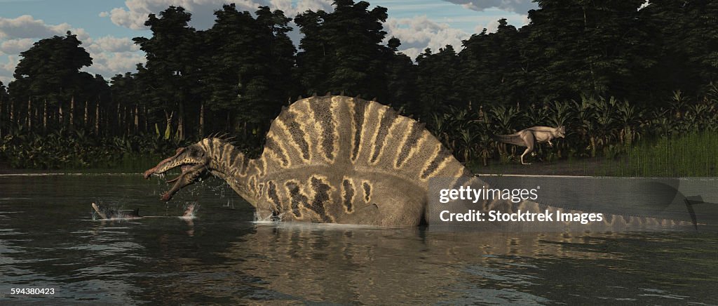 Spinosaurus hunting for fish in a lake.