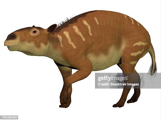 eurohippus is an ancestor of the horse that lived during the eocene epoch. - eocene stock illustrations