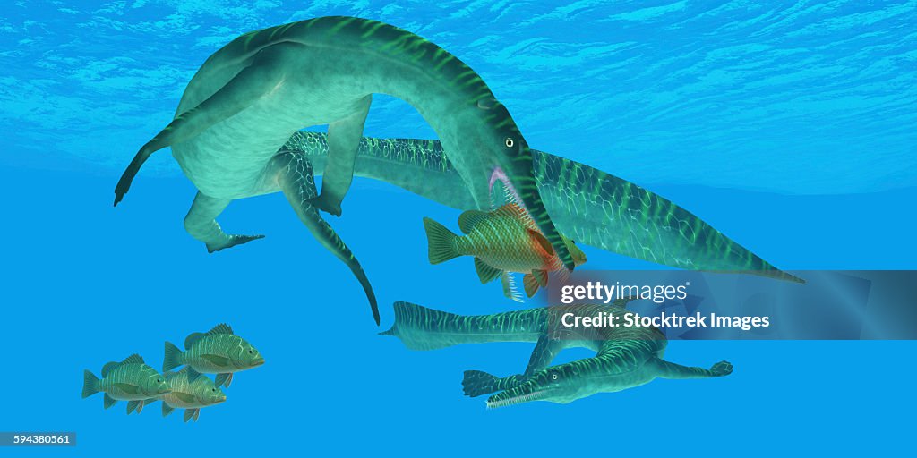 Mesosaurus marine reptile attacks a Mangrove red snapper fish in a Permian ocean.