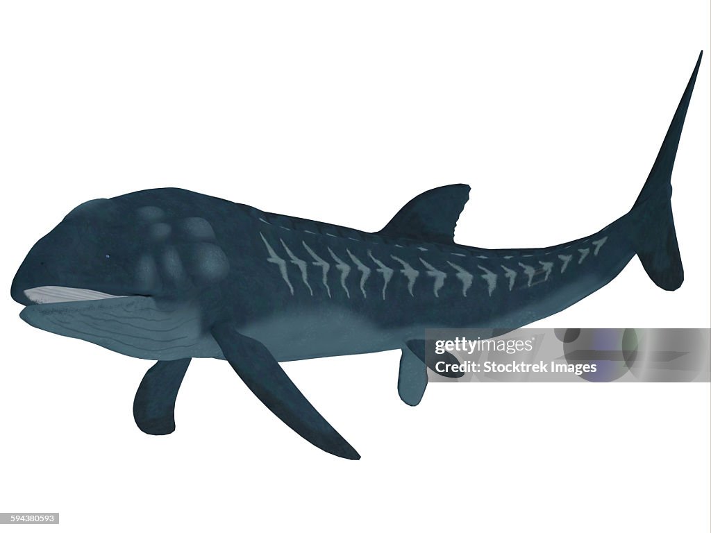 Leedsichthys was a carnivorous fish that inhabited Jurassic Seas that could grow to be 53 feet long.