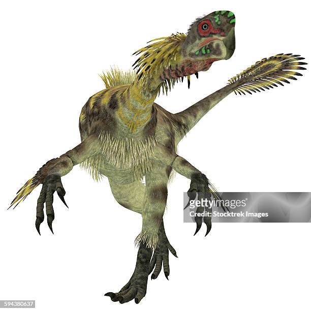 ilustrações, clipart, desenhos animados e ícones de citipati dinosaur, white background. - velociraptor