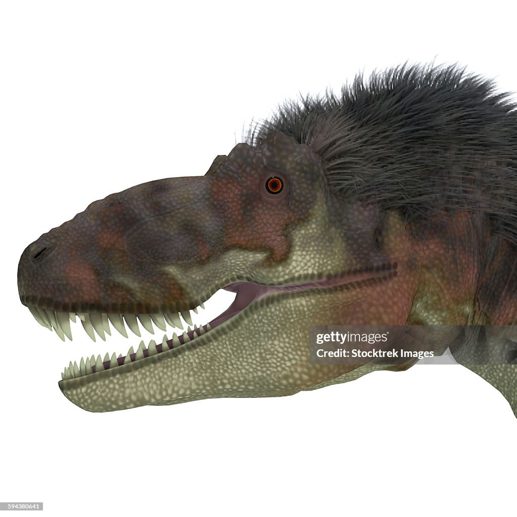 Daspletosaurus dinosaur head.