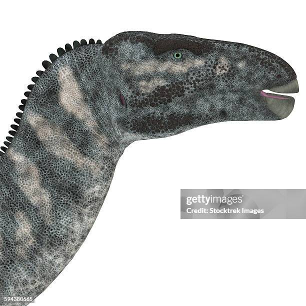 Saurus Head Sauropod Head Photos and Premium High Res Pictures - Getty Images