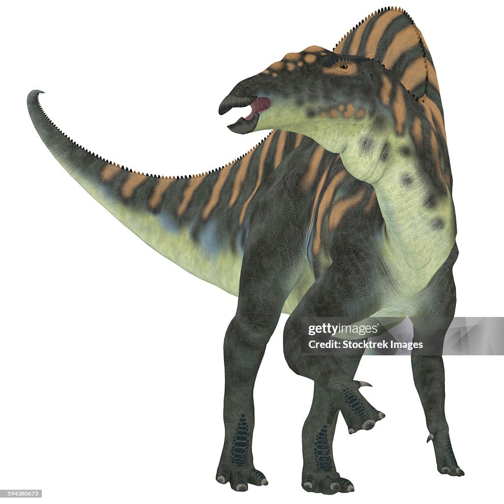 Ouranosaurus dinosaur, white background.