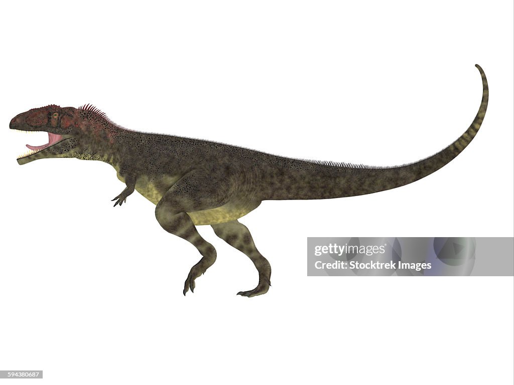 Mapusaurus Dinosaur White Background High-Res Vector Graphic - Getty Images