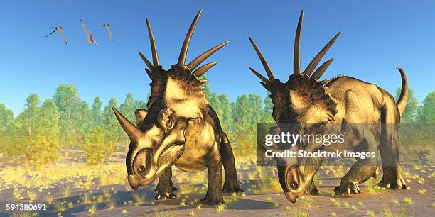 a flock of pterodactylus fly above two styracosaurus dinosaurs. - styracosaurus stock illustrations