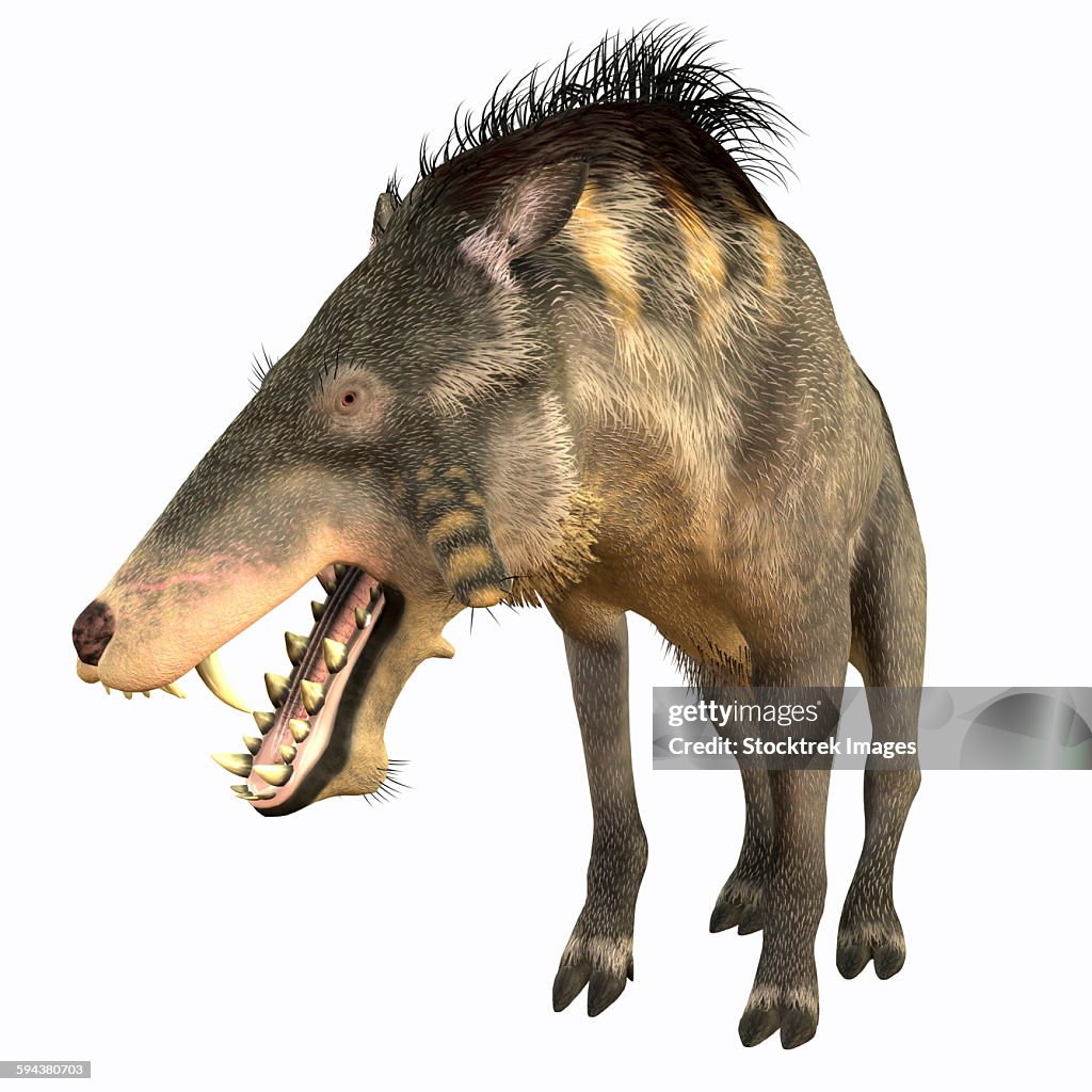 Entelodon, white background.