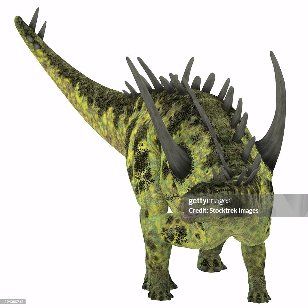 Gigantspinosaurus dinosaur, white background.