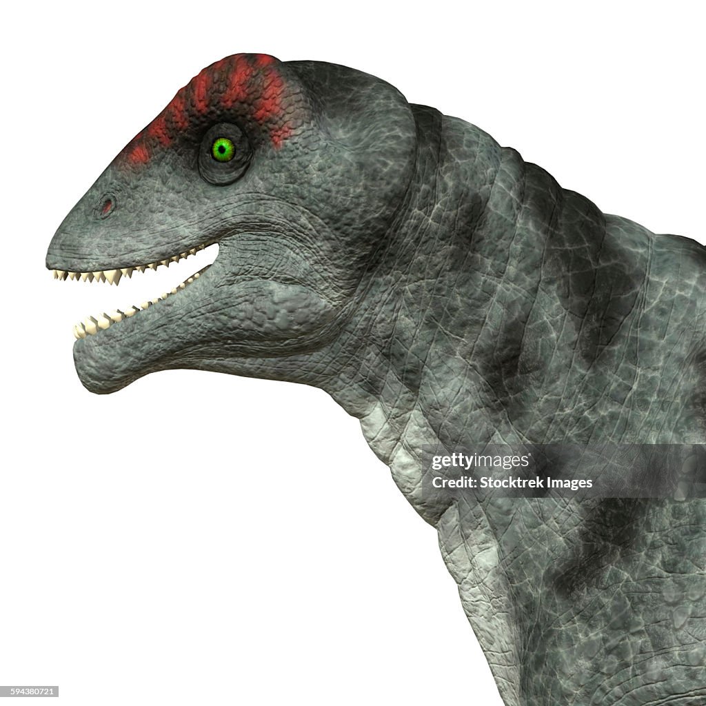 Moschops dinosaur, white background.