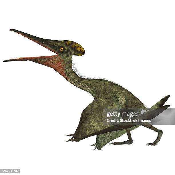 Raptor Teeth Photos and Premium High Res Pictures - Getty Images