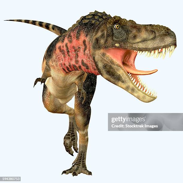 Tarbosaurus Dinosaur Roaring Front View High-Res Vector Graphic